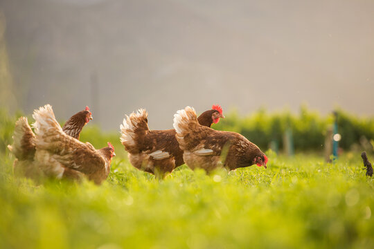 Close up image of a free range chicken on a farm in a field and in the chicken coop.