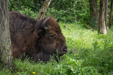 Foto op Plexiglas A bison checking the horizon - close up side portrait © VincentBesse 