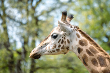 close up of giraffe head - Powered by Adobe