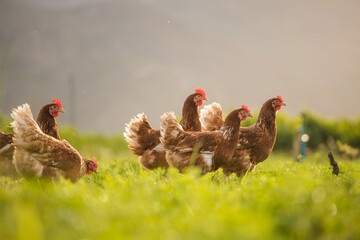 Close up image of a free range chicken on a farm in a field and in the chicken coop.