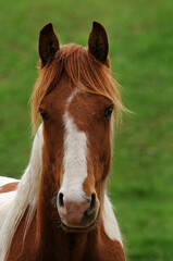 Naklejka na ściany i meble brown and white pony horse head portrait
