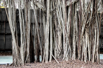 Wall of aerial roots a large banyan tree (ficus benjamina). Not a house plant, park, Bangkok, Thailand.