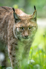 Naklejka na ściany i meble Eurasian Lynx (Lynx Lynx) walks on the grass. Taken in France