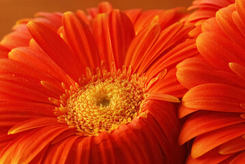 orange Gerbera Daisy close up macro