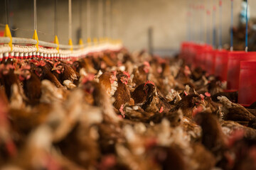 Close up image of a free range chicken on a farm in a field and in the chicken coop.
