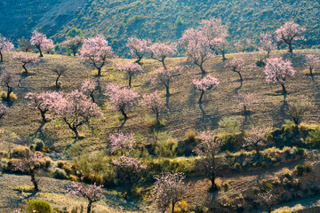 blooming almond trees in Andalusia, Spain - obrazy, fototapety, plakaty