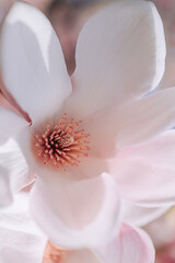 Obraz premium close up of white magnolia blossom