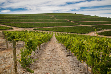 Obraz premium Scenic photo over vineyards in the Western Cape of South Africa, showcasing the huge wine industry of the country