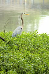 great blue heron