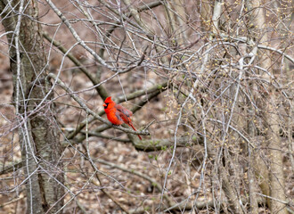 cardinal on a branch