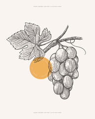 Bunch of grapes with a leaf in the style of an antique engraving. Vector illustration on a light background.