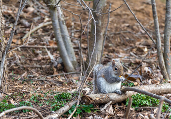 squirrel on a tree