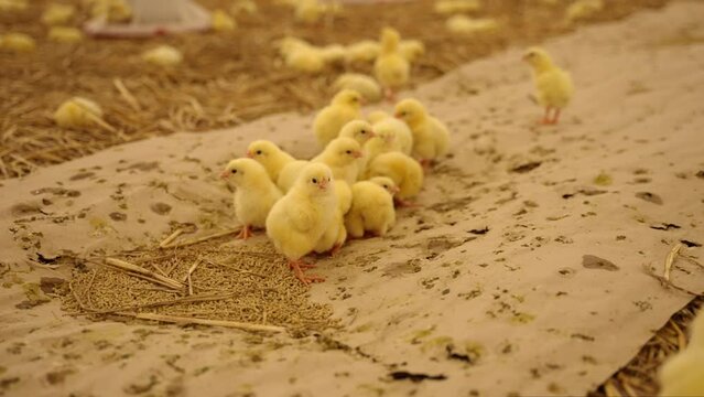 Cute little yellow chickens in a poultry farm Generative AI