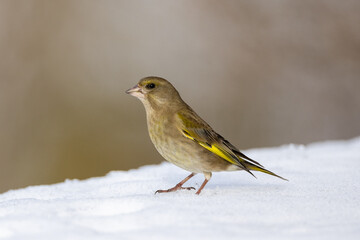 European greenfinch on the snow