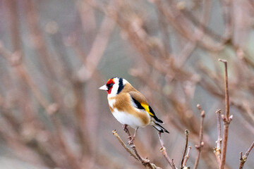 European goldfinch on a branch
