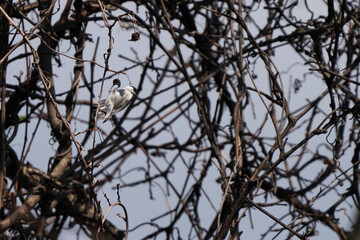 木の実にぶら下がったコガラ