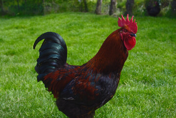 Poules élevée en plein air