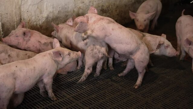 Keeping cute dirty piglets in a pigsty on a farm. Generative AI