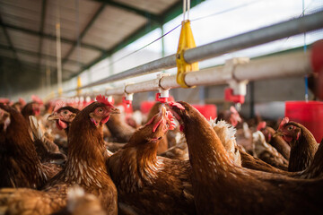 Close up image of a free range chicken on a farm in a field and in the chicken coop.