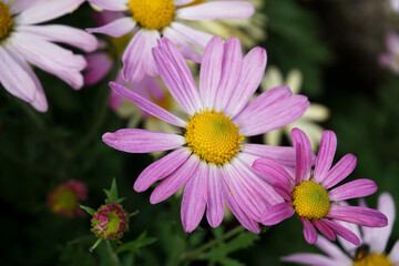 Siberian Chrysanthemum
