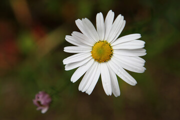 Siberian Chrysanthemum
