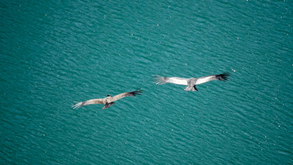 pareja de cóndores volando sobre agua en Mendoza argentina. Aves voladorasmas grnades del mundo en peligro de extincion