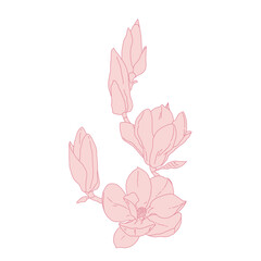 Magnolia group of flowers and buds blooming art. Hand drawn realistic detailed vector illustration. Pink line filled clipart.