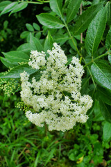 Close up of the flowers of the Common Elder tree (Sambucus nigra)

