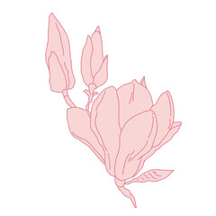 Magnolia group of flowers and buds blooming art. Hand drawn realistic detailed vector illustration. Pink line filled clipart.