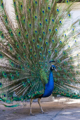 Paon bleu m&acirc;le d&eacute;ployant son impressionnant plumage