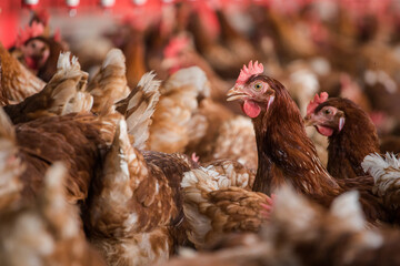 Close up image of a free range chicken on a farm in a field and in the chicken coop.