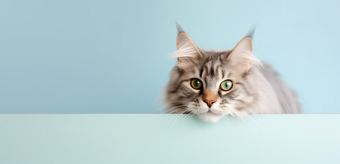 The Maine Coon cat peeks out from behind the wall on a pale blue background. AI generation