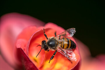 bee nectar © Frederick