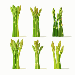 Asparagus vector design element