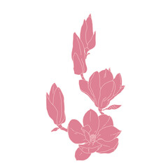 Magnolia group of flowers and buds blooming art. Hand drawn realistic detailed vector illustration. Pink and white outline clipart.