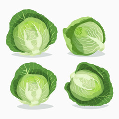 Fototapeta premium Modern flat-style cabbage vector set
