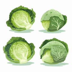Fototapeta premium Elegant and simple cabbage and vegetable outline collection