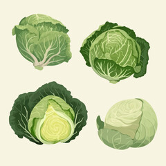 Fototapeta premium Set of vintage-style cabbage and leaf vector illustrations