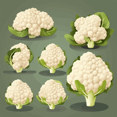 Vector drawing of a cauliflower head with a leafy stem