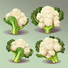 Vector drawing of a whole cauliflower with a stem - obrazy, fototapety, plakaty