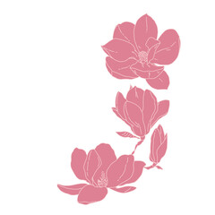Magnolia group of flowers and buds blooming art. Hand drawn realistic detailed vector illustration. Pink and white outline clipart.