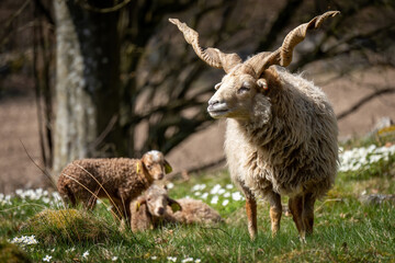 Racka sheep ram with spiral horns and lambs in the backgroound