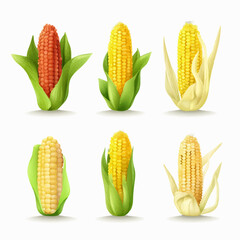 Hand-drawn Corn illustrations with shading and texture