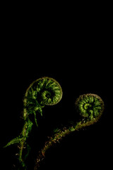 Two spiral green branch of a ferns on a black background. Golden ratio in nature. macro photo.