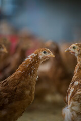 Close up image of a free range chicken on a farm in a field and in the chicken coop.