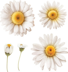 White daisy flower watercolor paint collection
