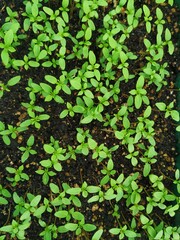 sowing seedlings in spring, shoots of seedlings, spring work