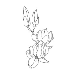 Magnolia group of flowers and buds in bloom outline art. Hand drawn realistic detailed vector illustration. Black and white clipart.