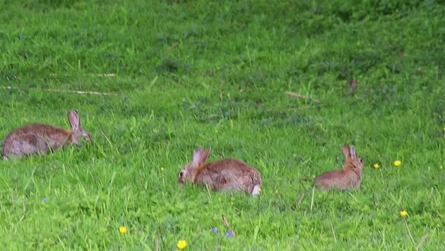 Young rabbits grazing and playing on green meadow are very shy and represent easter holidays living on a farmland meadow free and wild as shy baby rabbits hunted by predators like foxes and falcons