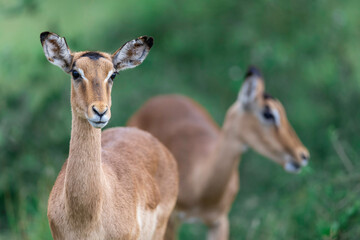 Impala front on portrait, with an out of focus second impala in the background, with green out of focus bush veld background, taken in Greater Kruger, Timbavati, South Africa
